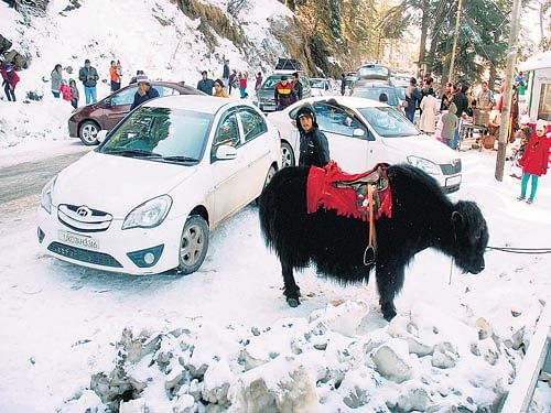 A man waits with his yak for customers after snowfall at Kufri near Shimla on Sunday. PTI