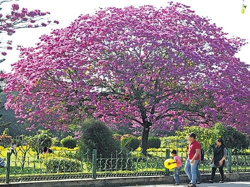 Walkers claim that the number of security guards at Cubbon Park does not exceed six on any given day. dh file photo