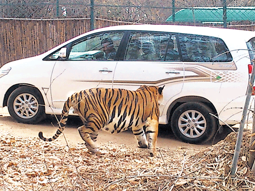 A tiger gets inquisitive on spotting a new vehicle inside the Bannerghatta Biological Park safari. dh Photo