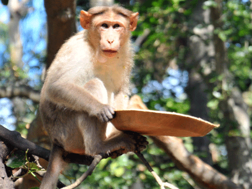 The New Delhi Municipal Council has failed to tackle monkey menace in its areas over six months after the council took major initiatives. Photo: DH