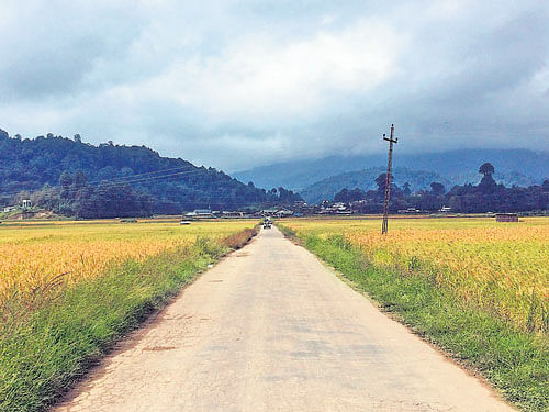 fresh Unending views of paddy fields are a common sight in Ziro. Photo by author