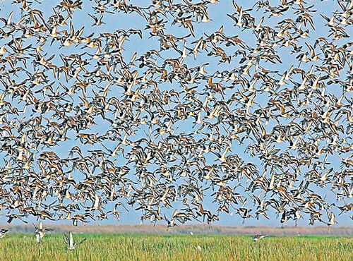 Birds fly at Chilika lake, Asia's biggest brackish water lagoon, in Odisha. DH PHOTO
