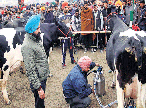 Cows are milked at the ongoing national livestock championship in Punjab.