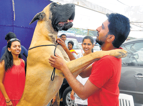 A Great Dane poses at the All India Championship Dog Showin the City on Sunday.