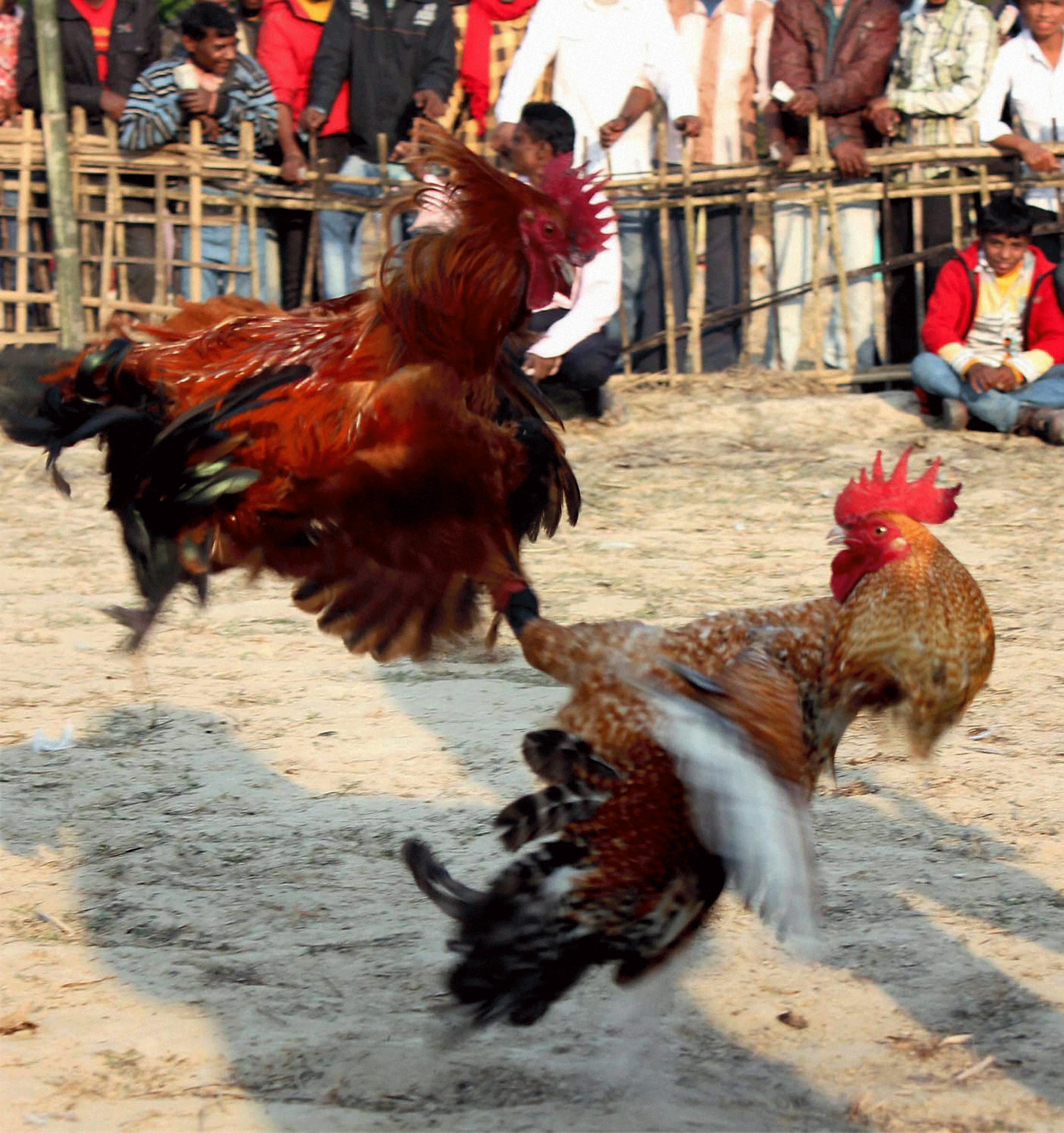 The Supreme Court on Monday upheld the ban order on cock fight imposed by the High Court of Judicature at Hyderabad in December. PTI file photo