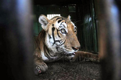 One late afternoon of December last when pregnant Anjana came out of her hut in Madergi village in forested Khanapur taluk in Belagavi district in Karnataka, she would never have imagined that she would be attacked and devoured by a hungry, displaced yet healthy tiger which was lurking nearby. File photo DH