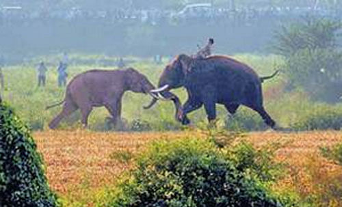 Dasara elephant Balarama tried to tame the wild elephant which had strayed into Baslapura village in Mysuru district. DHNS