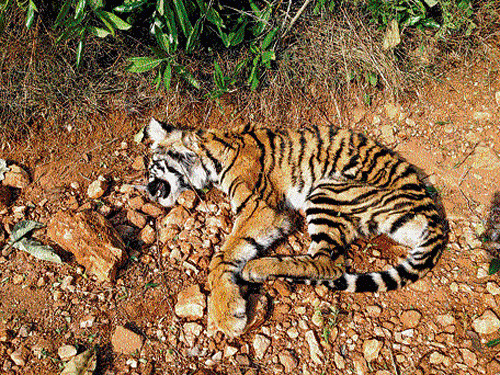 hunger deaths: The tiger cubs that were found dead near Konanakundahalli in Metikuppe wildlife zone in HD Kote taluk of Mysuru district. DH PHOTO