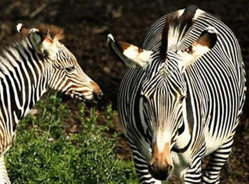 Zebras' thick, black stripes may have evolved to help them stay cool in the midday African heat, a new study has found. Reuters File Photo.