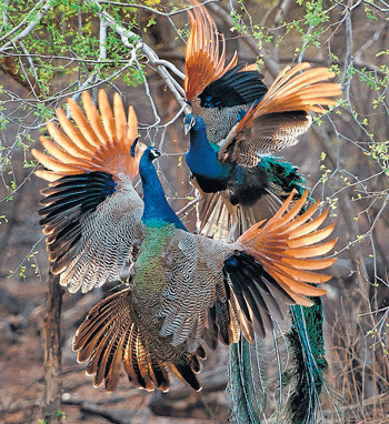 This snap of a pair of peacocks engaged in a fight, captured by Ramu M, bagged the first prize in the 'Birds' category at the exhibition organised by the Indian Wildlife Rescue Trust at the Chitrakala Parishat on Sunday.