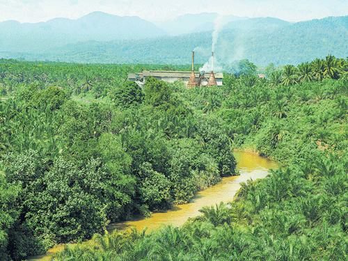 a downward curve A palm oil factory in Indonesia.
