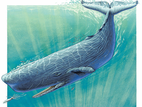 saddening Sperm whales mistake  debris for squid, their main prey.