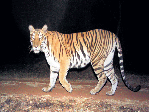 A four-year government survey across 47 tiger-bearing parks in the country has found that the estimated population of big cats is now 2,226, a 30 per cent increase from 2010. DH file photo