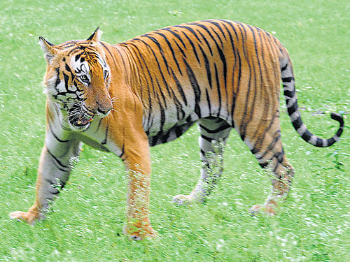 A tiger at the Bandipur Tiger Reserve (National Park) in Chamarajanagar district. dh file photo