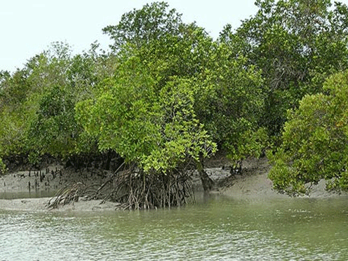 The National Green Tribunal has directed the West Bengal government to demolish illegal constructions coming up in the Sunderbans, habitat of the Royal Bengal tigers and the world's largest mangrove forest.DH file photo