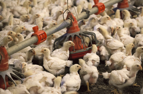 The Food Safety and Standards Authority of India has issued a draft notification prohibiting the use of antibiotics as growth promoters in poultry and animal husbandry sectors as they render microbes resistant to life saving drugs. Reuters file photo