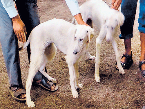 SIGHT HOUNDS The indigenous Mudhol breed. Photo by author