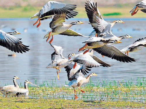 The number of bar-headed geese, which arrive in South Interior Karnataka in November and return by February, has been on the decline. Photo/Vishwanath M&#8200;K