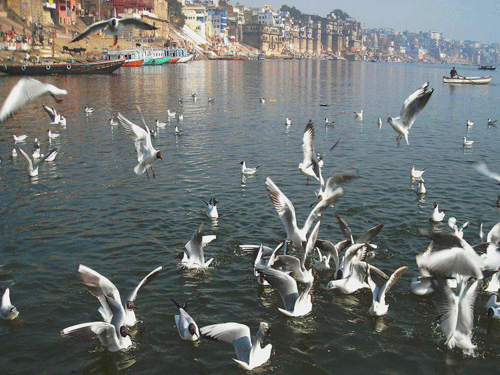 Sewerage plants for 118 cities to clean Ganga. File Photo (PTI)