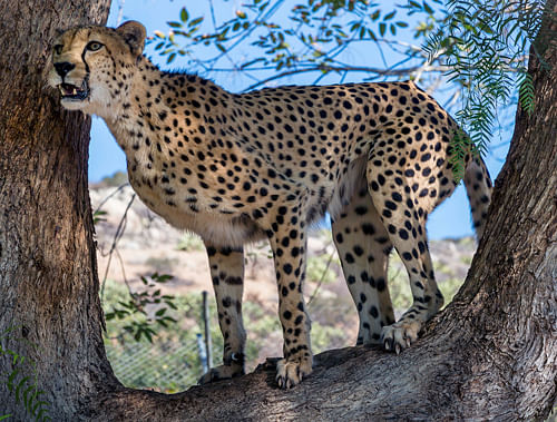 An ambitious project to reintroduce cheetah in India in the forests of Madhya Pradesh has hit a roadblock for want of funds. AP file photo