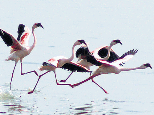 Flamingos at Sewri Jetty in Mumbai. PTI File Photo
