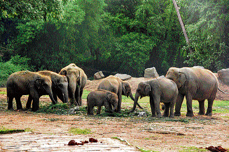 A 25-year-old youth was trampled to death by a herd of 12 elephants at Rakhadanga in Bankura district, forest officials said today. DH File Photo for representation.