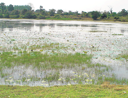 Degrading: Ananthpur Lake in Shivamogga district.