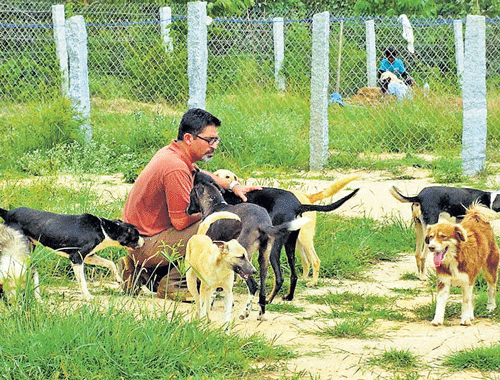 FOR THE LOVE OF DOGS Rakesh Shukla, founder of VoSD, with some of the rescued dogs. Photo by Sandhya Iyengar