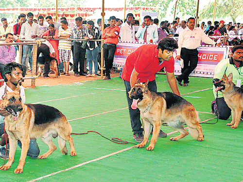 Different breeds of dogs that took part in the competition at Mahatma Gandhi Memorial College grounds in the city on Sunday. DH photo