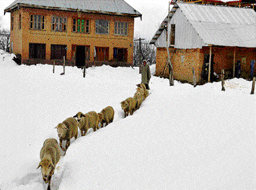 A Shepherd drives a herd of sheep along a snow-covered path in Kulgam district of Jammu & Kashmir on Sunday. pti