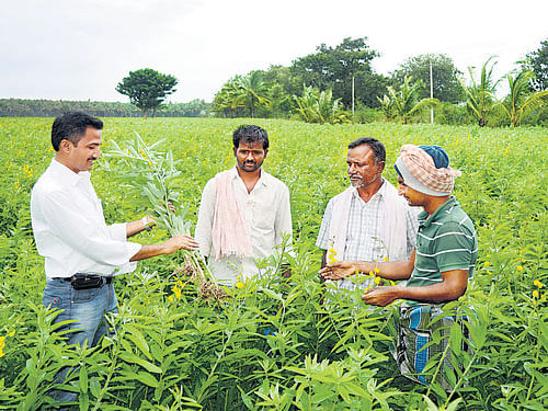 A blooming paddy field; farmers discussing green manure. Photos by Anitha Pailoor