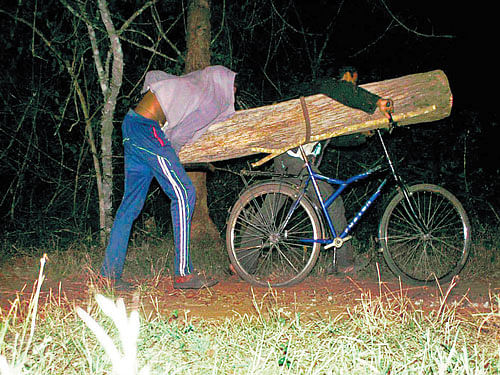 Naveen Kumar, a law student, and his brother Sathish, residents of HD Kote taluk, were caught on camera carting away the felled teakwood. DH Photo