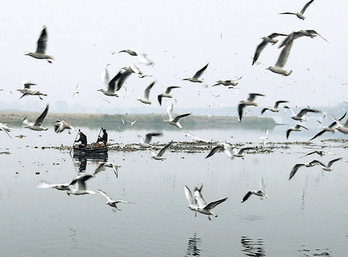COUNTING WINGS:  As part of the survey, people will have to observe birds around their houses andworkplaces for at least 15 minutes a day and upload the data on the website. DH FILE PHOTO