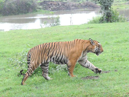 Cases have been filed in the court of judicial magistrate first class against principal chief conservator of forests Vinay Luthra, Rana George, son of Home Minister K J George, and three others for capturing a man-eater tiger at Chikkamagaluru and killing the animal in Khanapur forest after it killed a pregnant woman here. Dh File Photo for representation.