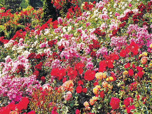 Roses need extra care and attention in terms of sunlight and water.
