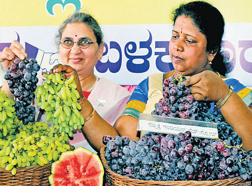 HopcomspresidentHKNagaveni Chandrashekara Reddy (right) and a visitor display grapes at the Grape andWatermelon Fest in the City on Thursday. DH PHOTO