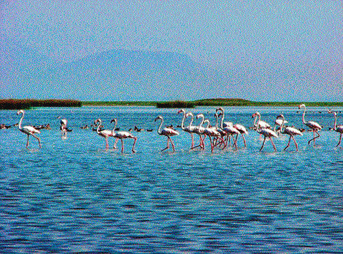 BLUE SWELL (From top) Boat trip across Lake Chilika; a migratory bird at Nalabana Island; dolphins in Chilika waters;  flamingos and other migratory birds around Chilika Lake. Photos by author
