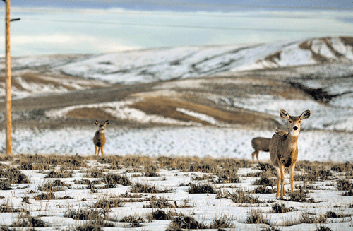 A Long Journey : Mule deer on their migratory route from the Red Desert to Hoback river basin in Wyoming in the US.