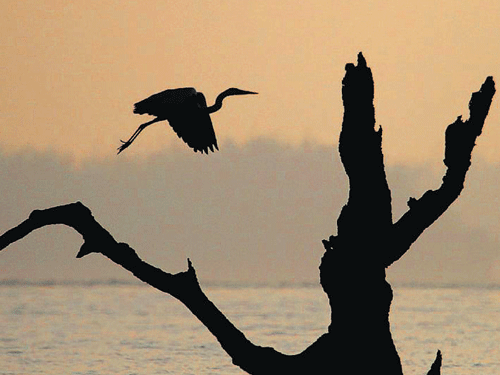 A crane seen flying over a lake. Photo: DH