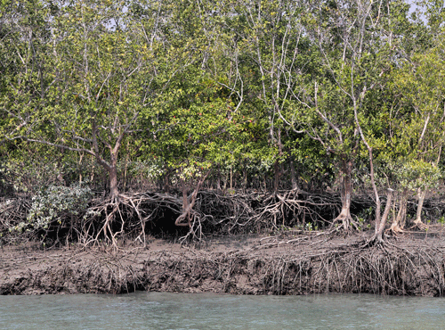 Environmental damage in the climate change-hit islands of Sundarbans is costing India Rs 1,290 crore each year, estimates a latest World Bank report. AP file photo