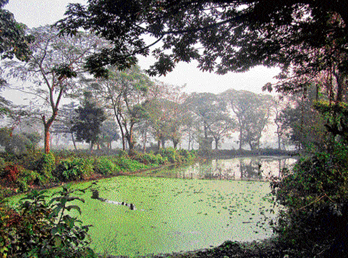 VULNERABLE East Kolkata Wetlands; (below) source of livelihood for many. photos by author