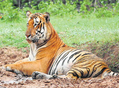 The Bannerghatta Biological Park (BBP) is creating a special tiger enclosure at the Bannerghatta Zoo in order to provide more attraction for visitors who do not take the safari. DH photo
