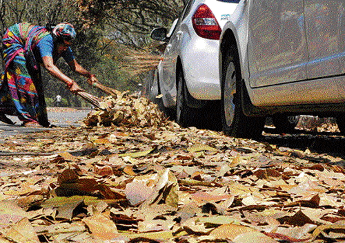 Golden Autumn: A Pourakarmika clears the thick carpet of dry leaves on a City road.  DH PHOTO