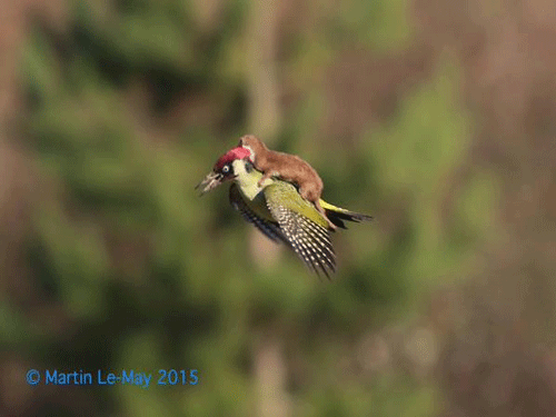 A British amateur photographer has recorded the extraordinary image of a weasel riding on the back of a green woodpecker. Image taken by Martin Le-May, Twitter Photo