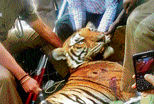 The photograph of the tiger that was shot dead in February for mauling a woman to death near Gudalur in the Nilgiris district of Tamil Nadu.