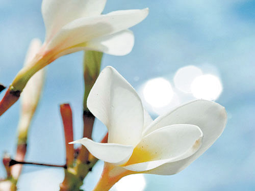 indigenous Known by many names, jasmine is integral to the Indian culture.