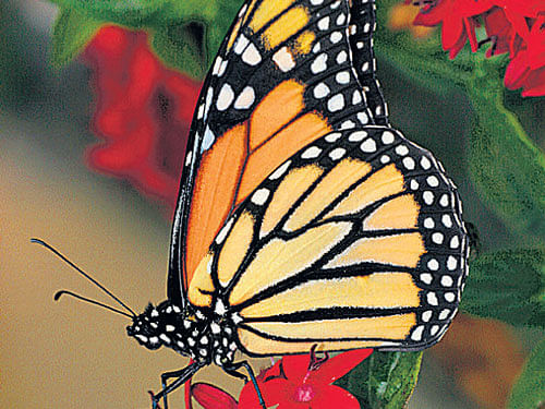 With more than 170 species of butterflies, larger than the colour winged creatures in the UK, Mumbai's Sanjay Gandhi National Park (SGNP) has been luring large numbers of naturalists and butterfly enthusiasts.  DH file photo