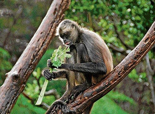 FASCINATING A spider monkey feeding on a plant; (above) a chimp eating a root.