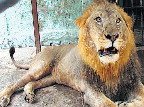 One of the lions that attacked animal-keeper Srikrishna at the Bannerghatta Biological Park in Bengaluru. DH PHOTO