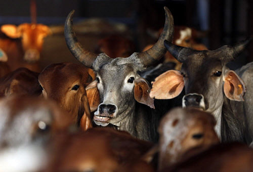 The BSF's decision not to shoot cattle smugglers on the India-Bangladesh border appears to have emboldened the criminals who are now more brazen -- and violent too. Estimated at Rs.5,000 to 10,000 crore, cattle smuggling is a flourishing business in the area. And India's Border Security Force is increasingly facing physical attacks on its men. Reuters file photo